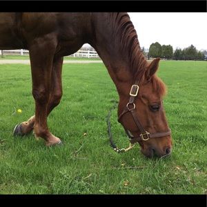 Meet your Posher, Maggie